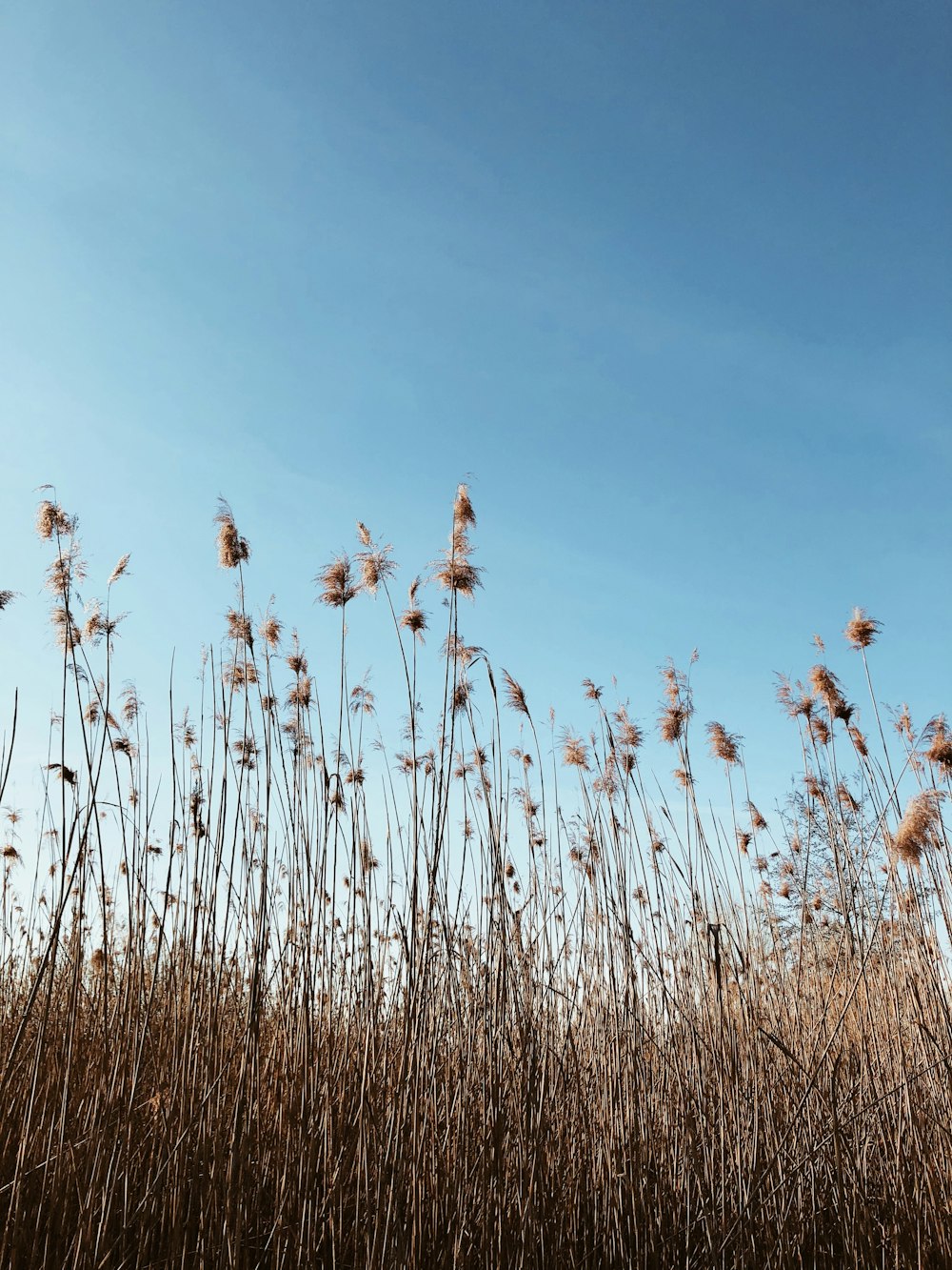 brown grass under blue sky during daytime