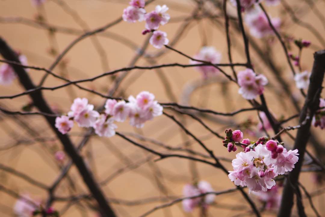 white and pink cherry blossom in bloom during daytime