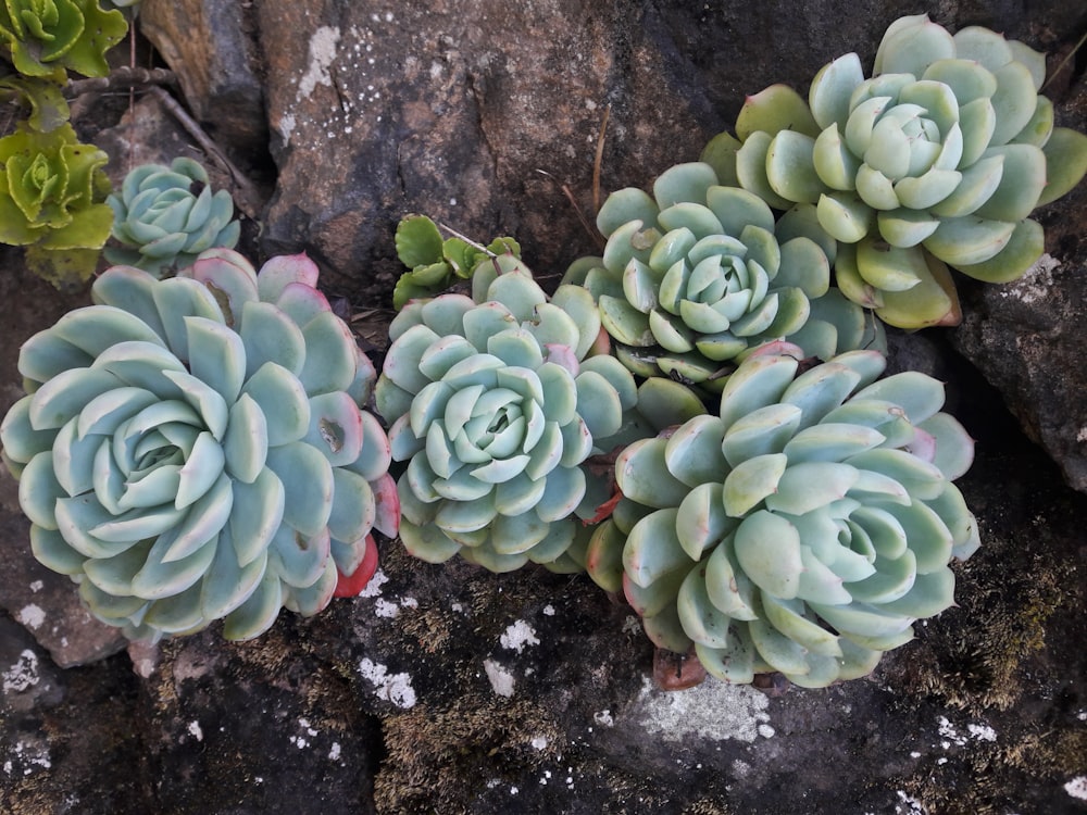 green succulent plant on brown rock