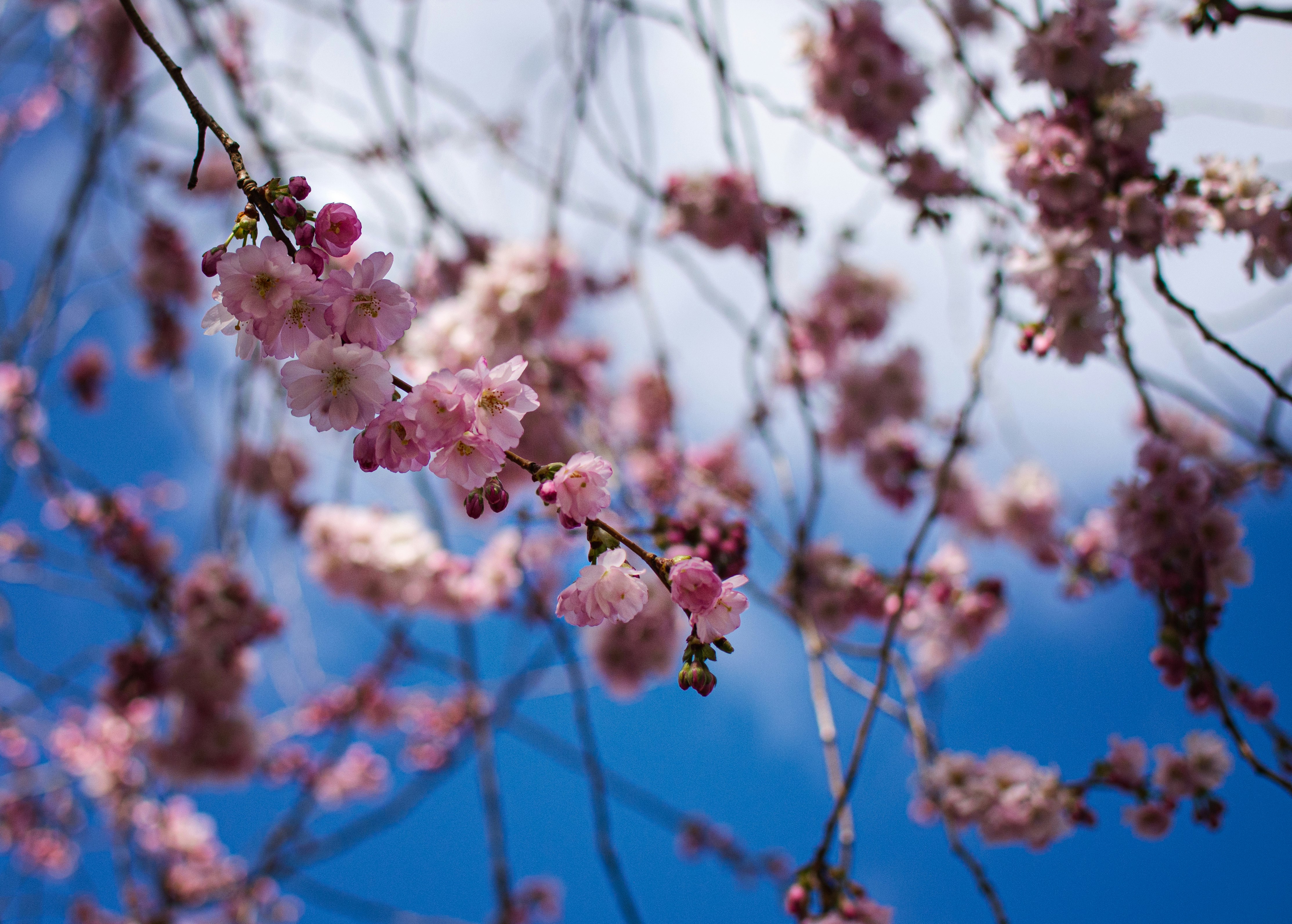 white and pink cherry blossom flowers in bloom during daytime