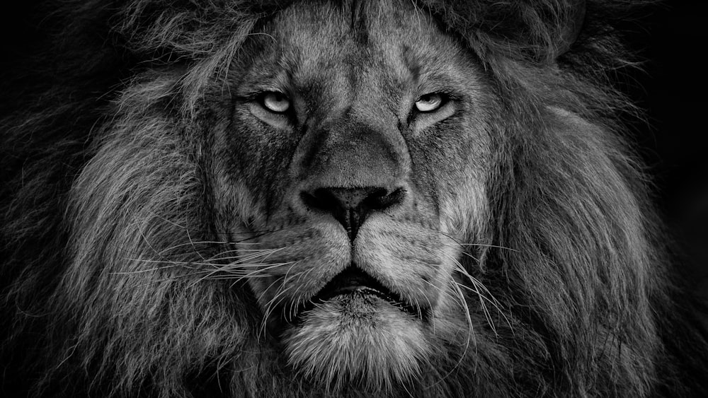 ライオンの顔のグレースケール写真
