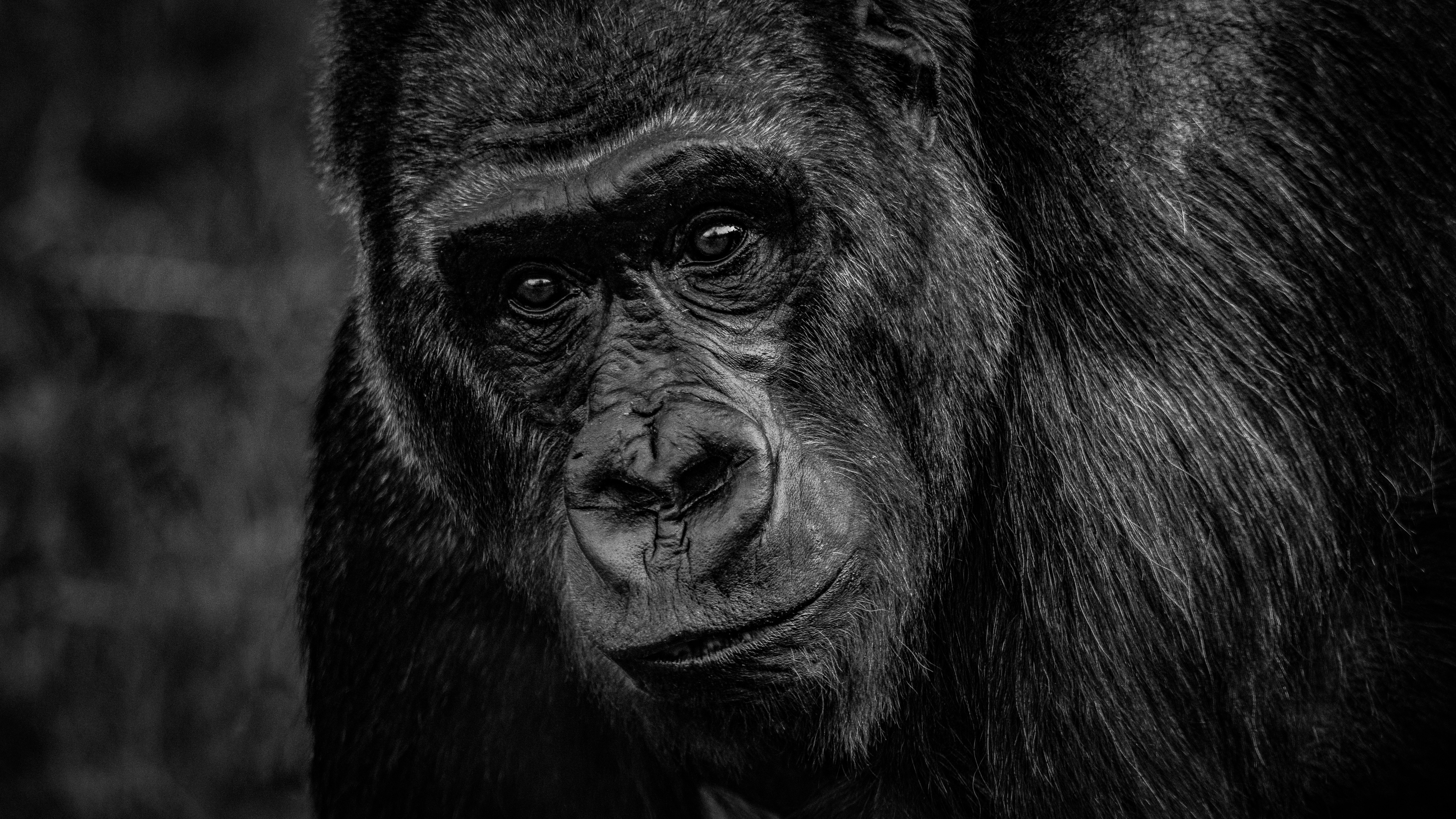 black gorilla in close up photography ape teams background