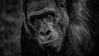 black gorilla in close up photography