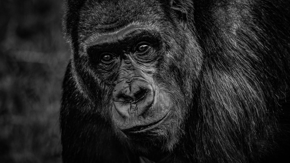 black gorilla in close up photography
