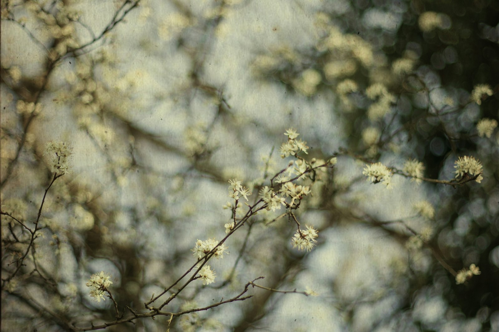 Canon EOS-1D Mark II + Canon EF 50mm F1.8 II sample photo. White cherry blossom in photography