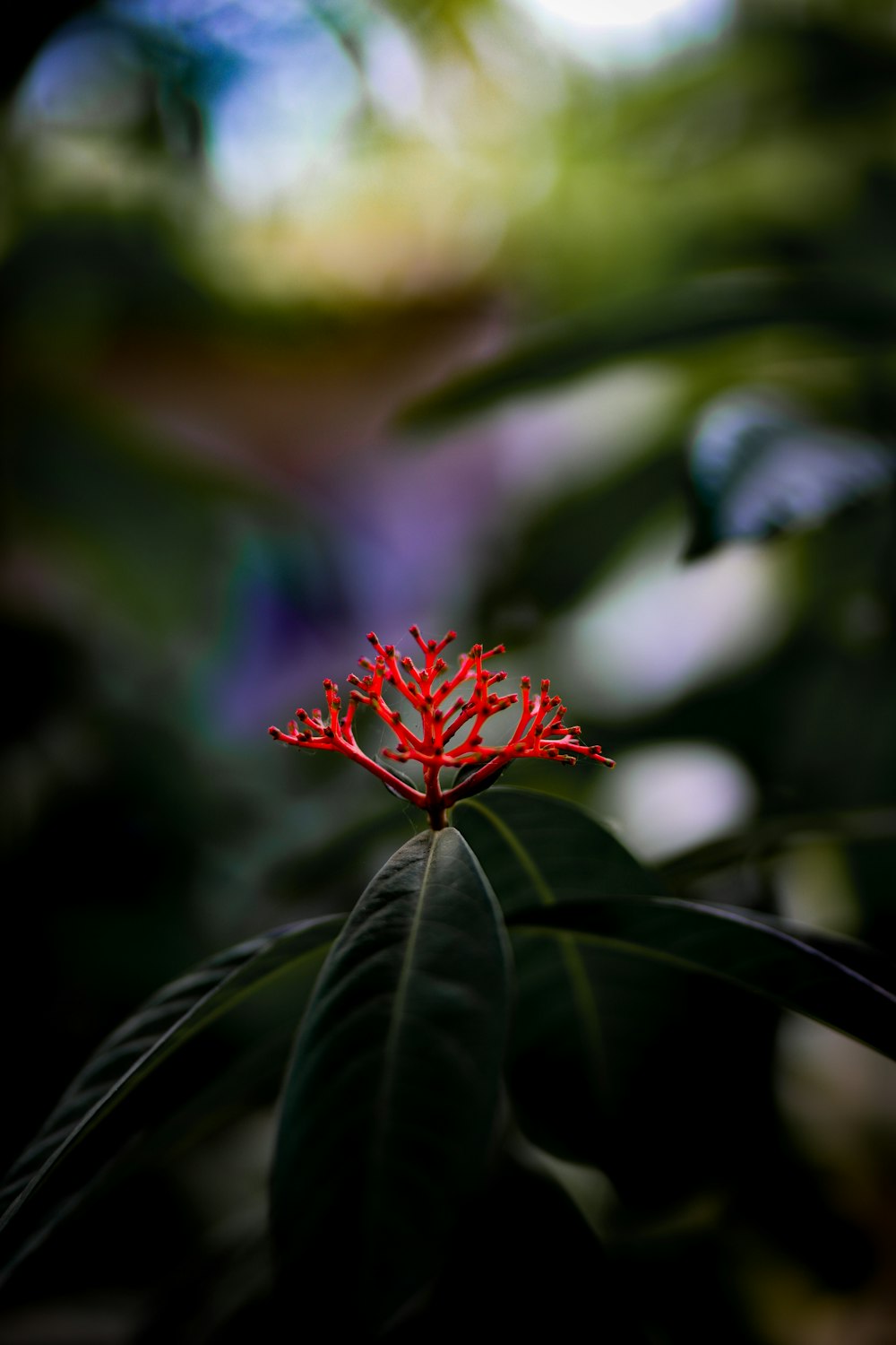 red flower with green leaves