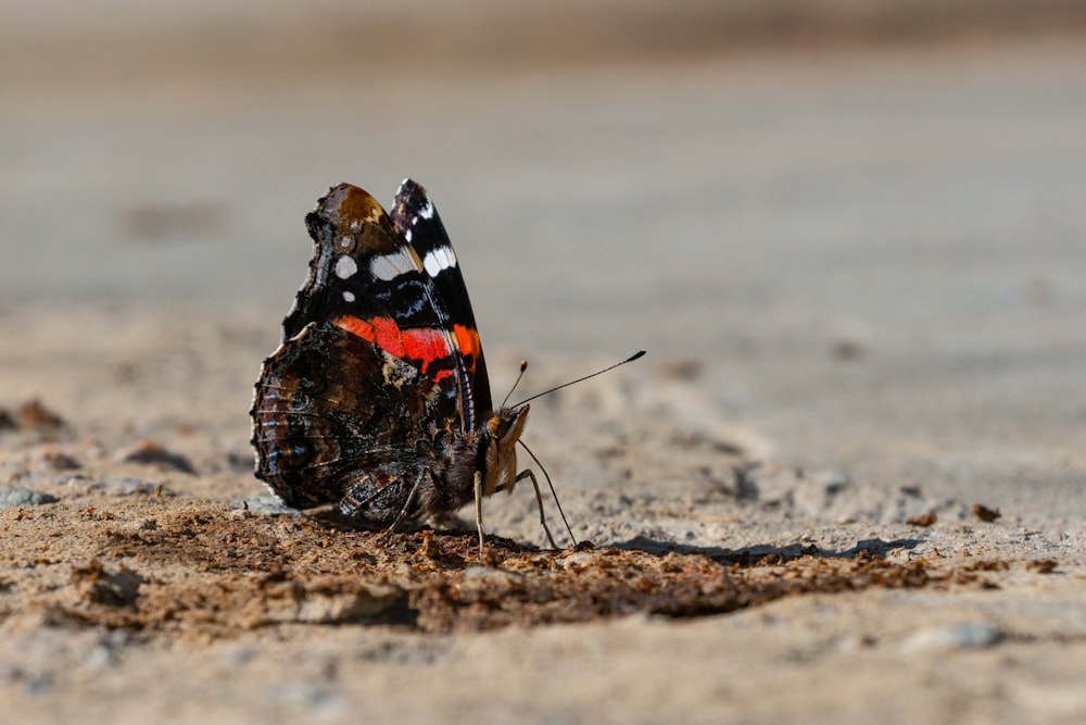 a red and black butterfly sitting on the ground