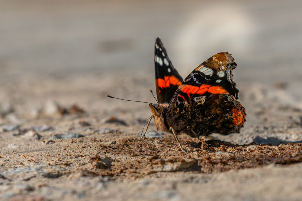 black orange and white butterfly on brown sand during daytime