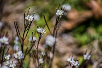 Delicate white flowers with thin brown stems are scattered across a blurred natural background, conveying a sense of tranquility and focus on nature's simplicity.