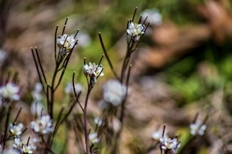 Delicate white flowers with thin brown stems are scattered across a blurred natural background, conveying a sense of tranquility and focus on nature's simplicity.