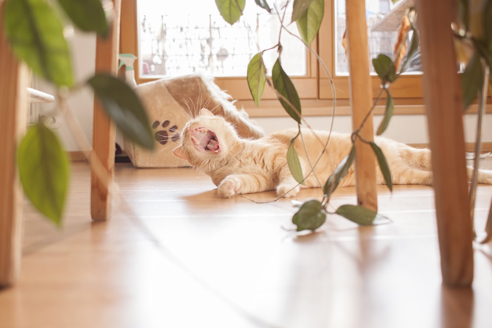 white long coated small dog lying on floor