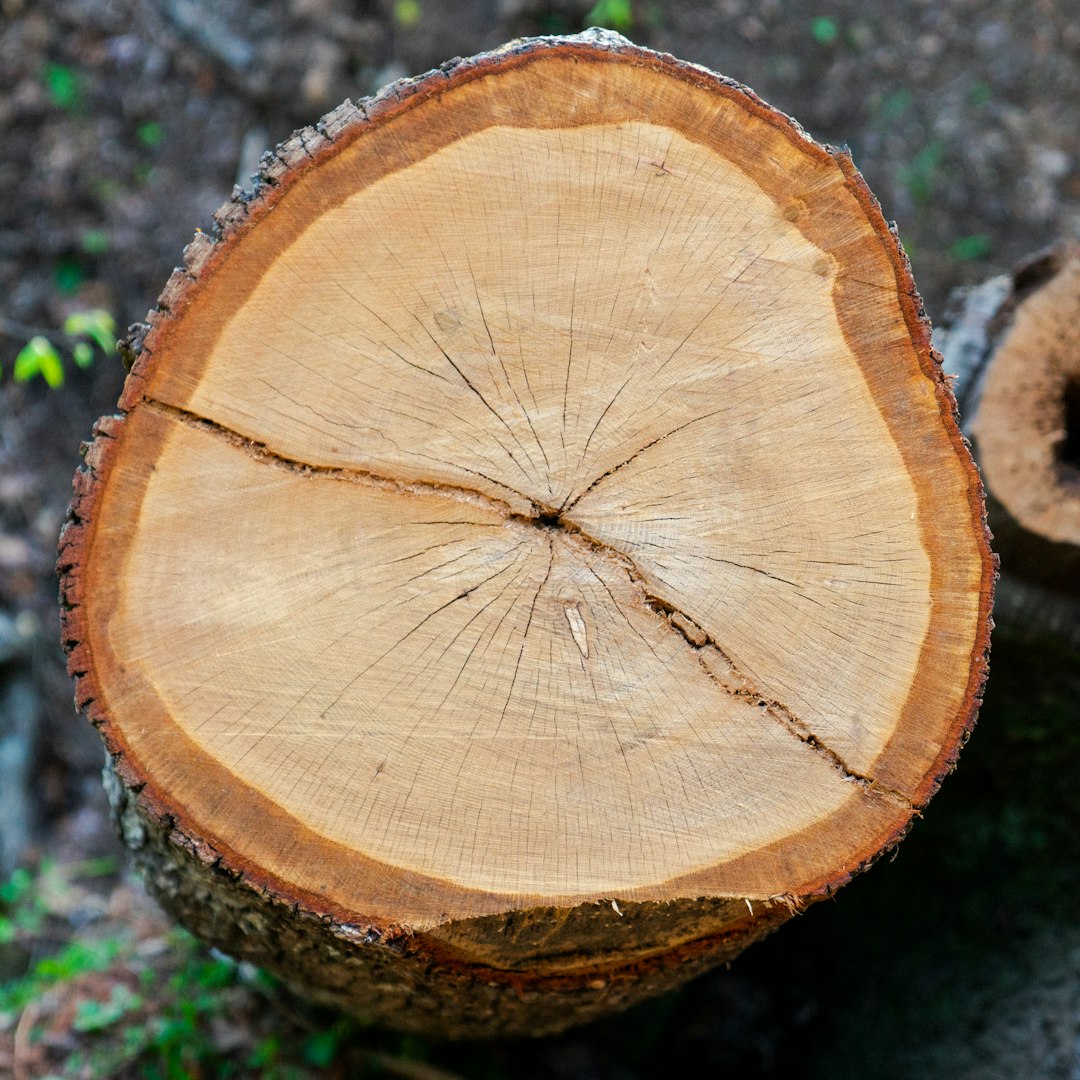 brown and black wood log