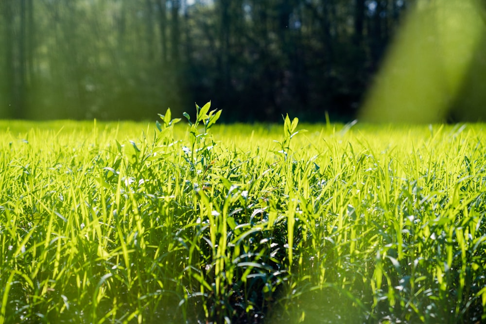 green grass field during daytime