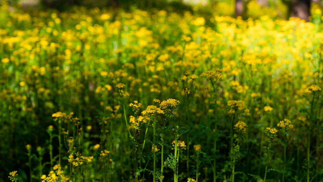 yellow flower field during daytime