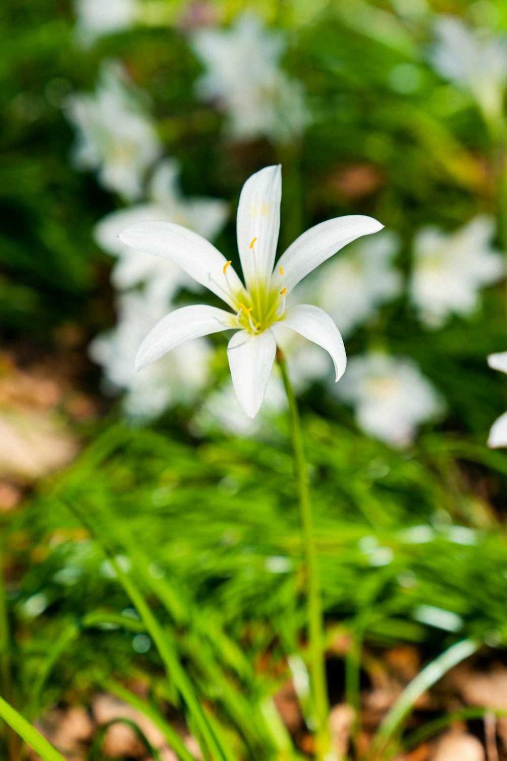 white flower in tilt shift lens