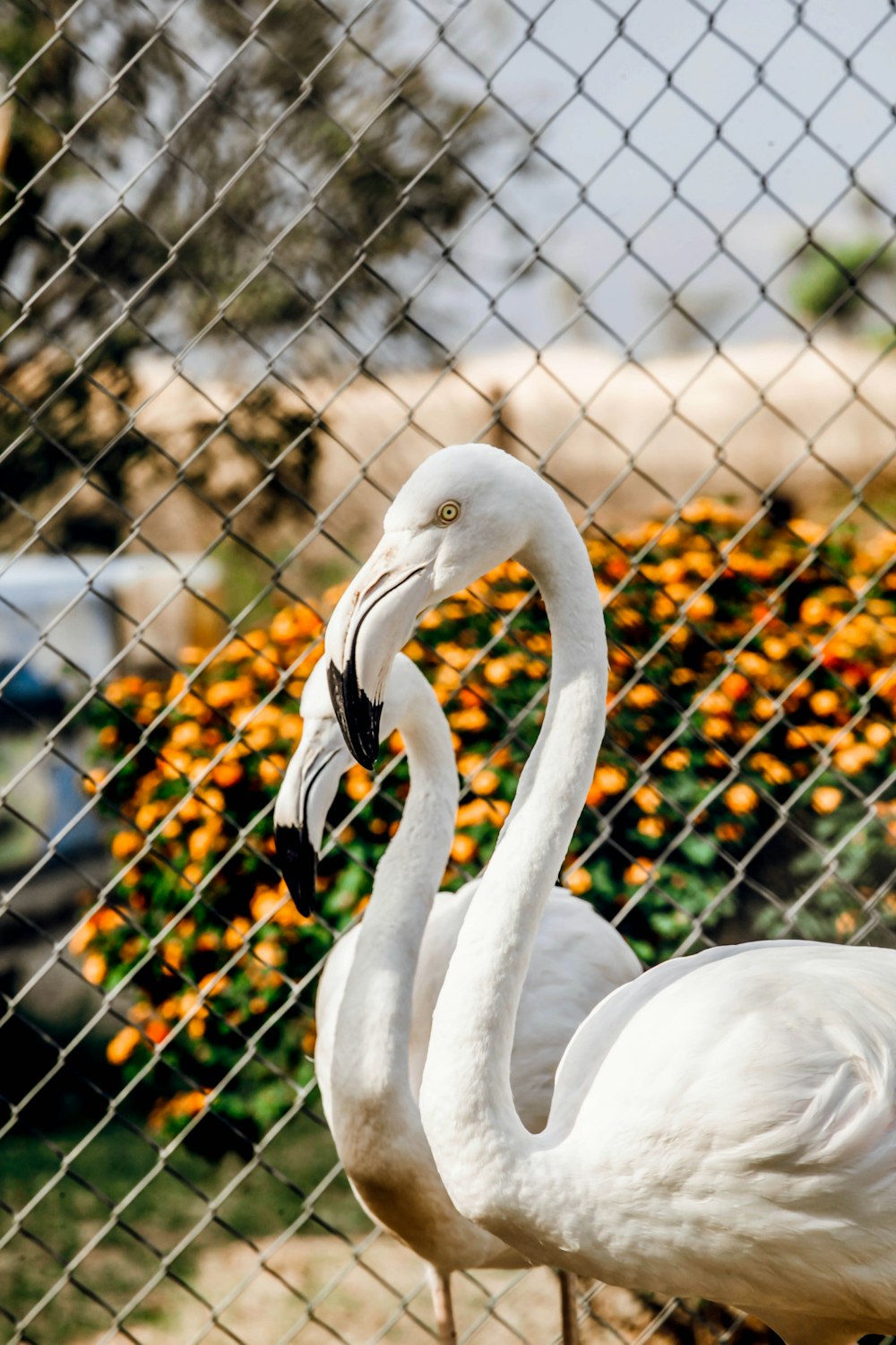 white swan on black metal fence during daytime