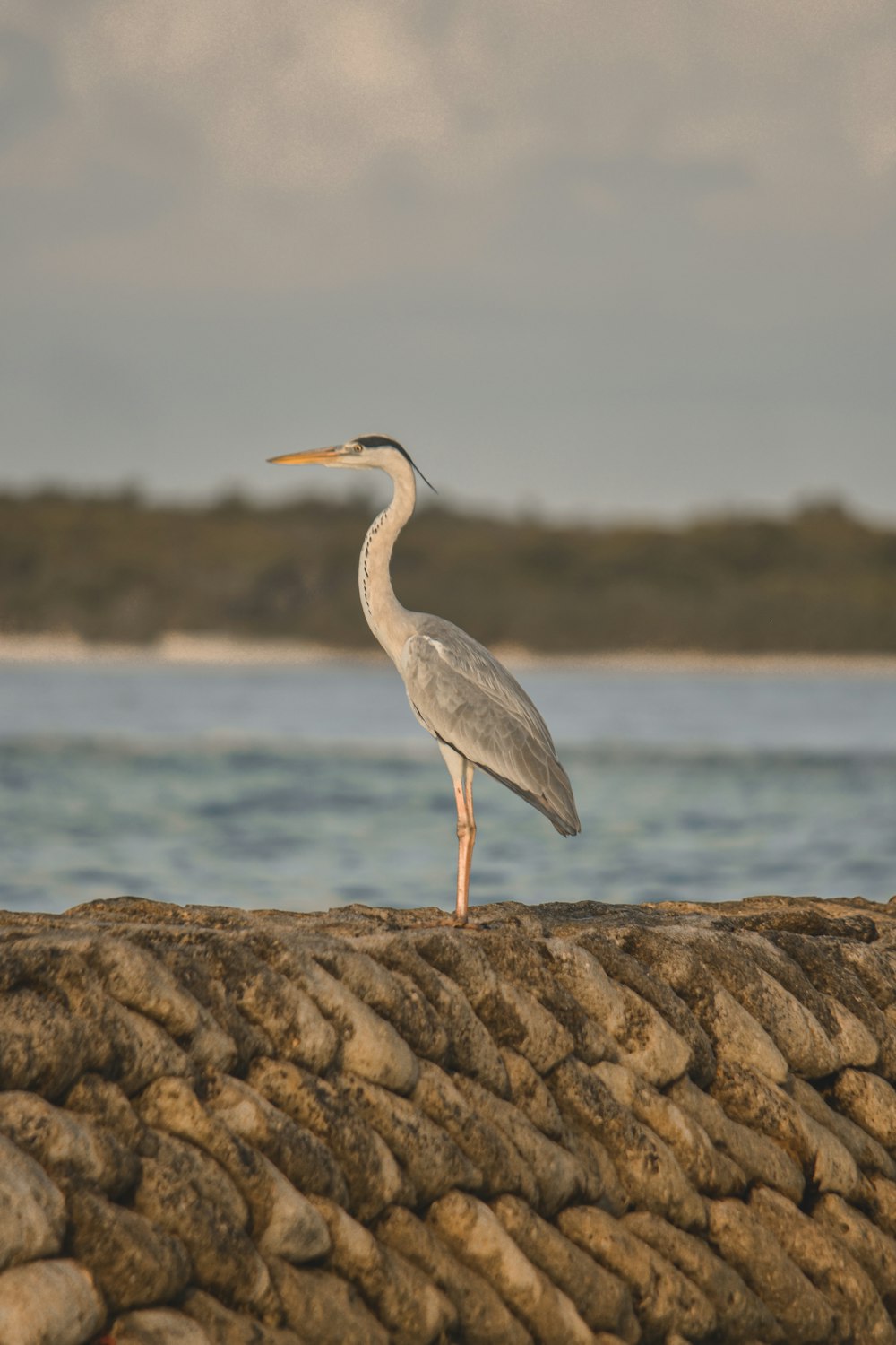 gray bird on brown rock near body of water during daytime