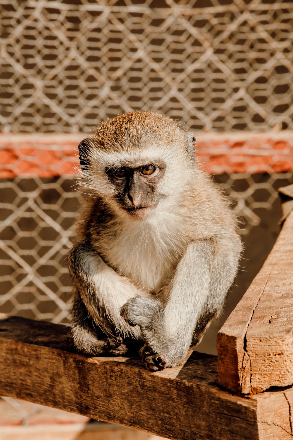 brown and black monkey sitting on brown wooden plank during daytime