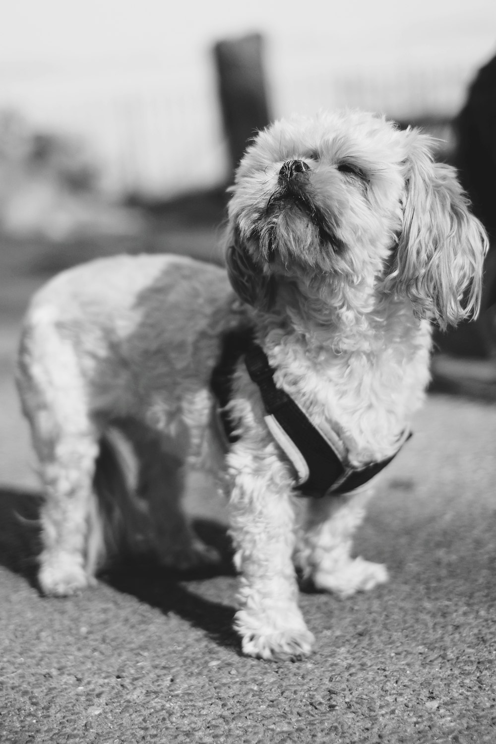 Graustufenfoto eines langhaarigen kleinen Hundes mit Leine