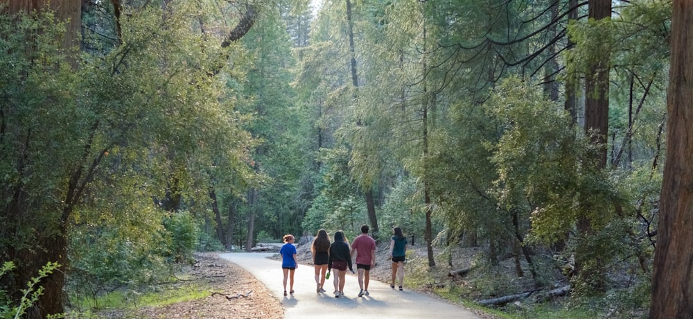 people walking on pathway between trees during daytime