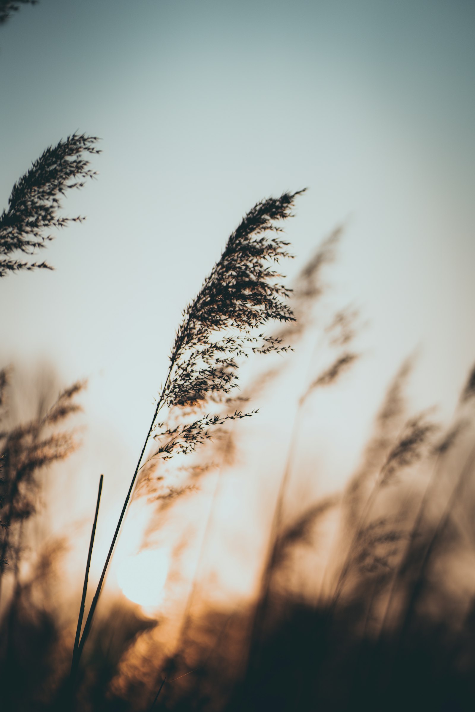 Sony a7R II + Sony FE 85mm F1.8 sample photo. Brown wheat field during photography
