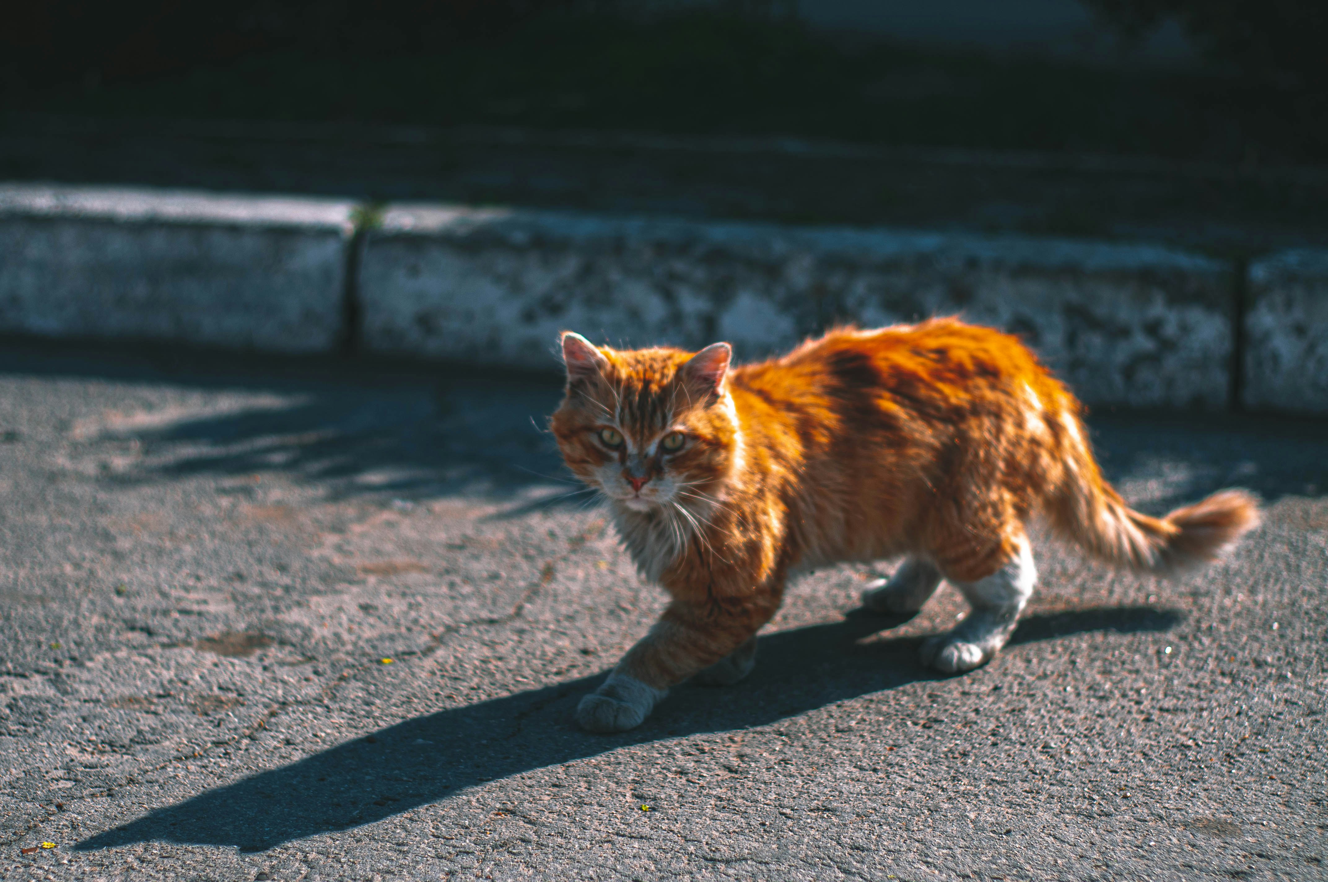 orange tabby cat walking on gray concrete road during daytime