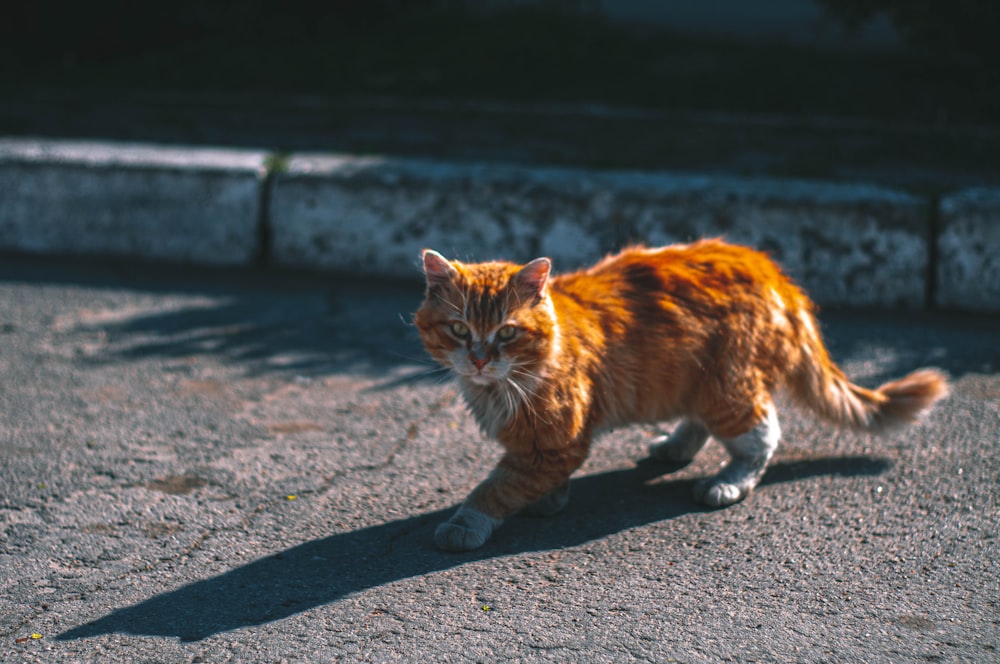 낮 동안 회색 콘크리트 도로를 걷는 주황색 얼룩 고양이
