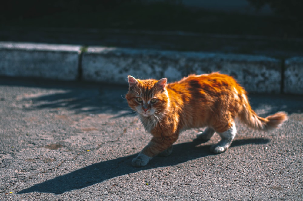 Gato atigrado naranja caminando por un camino de concreto gris durante el día