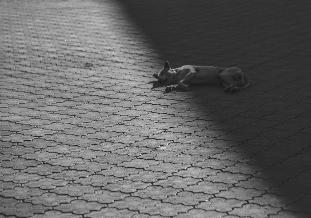 grayscale photography of 2 dogs lying on floor
