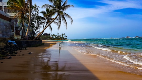 coconut palm tree near sea shore during daytime in Hikkaduwa Sri Lanka