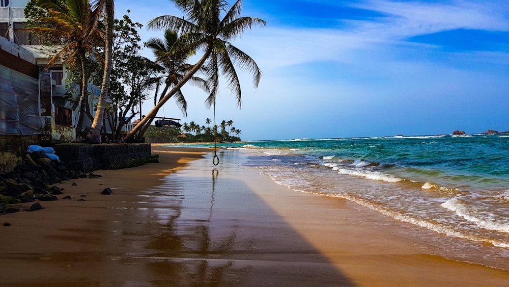 coconut palm tree near sea shore during daytime