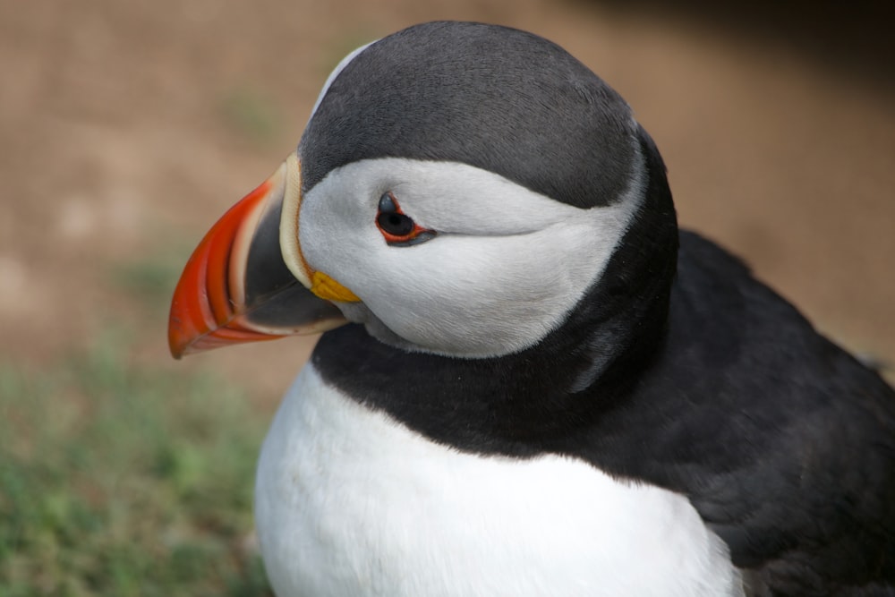 Pingüino blanco y negro en hierba verde durante el día