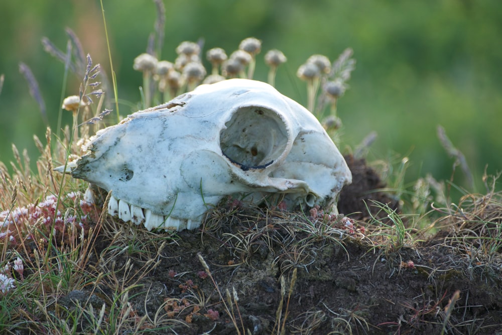 white mushroom on green grass during daytime