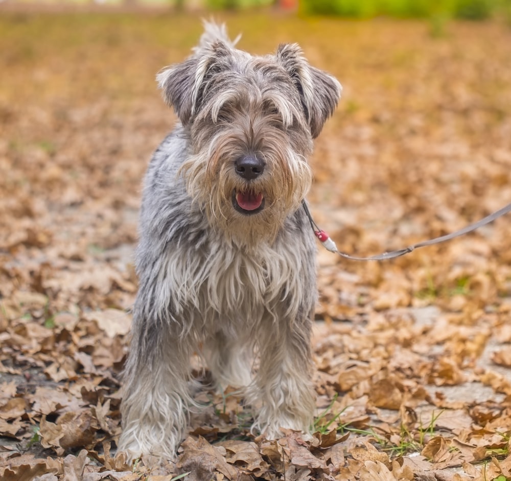 gray and brown long coated small dog on brown dried leaves