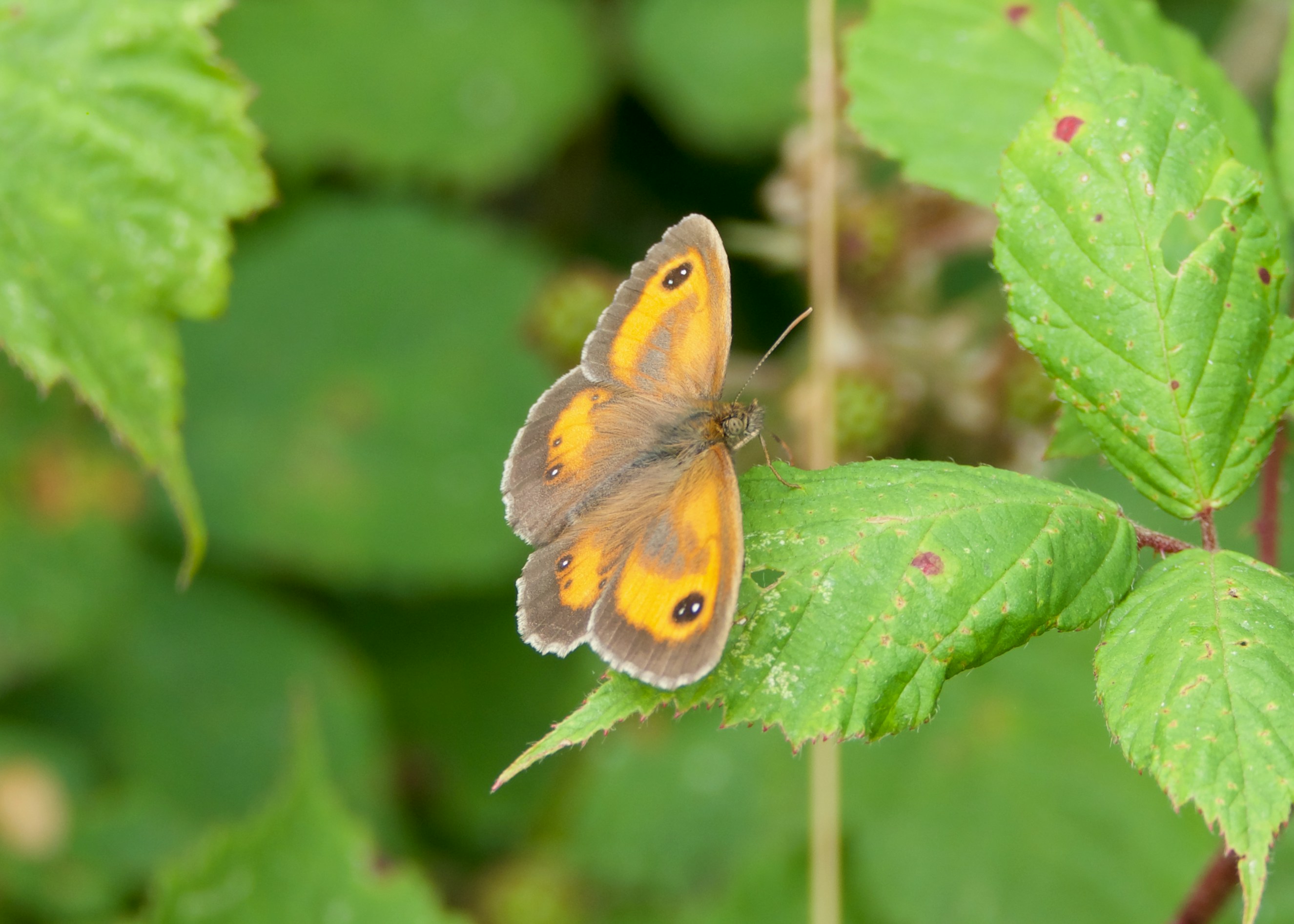 Photo by devon_terry