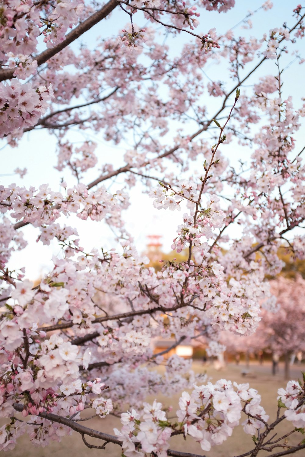 white cherry blossom tree during daytime