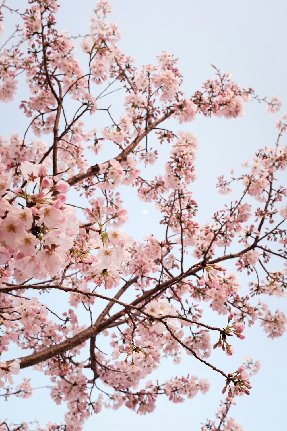 white cherry blossom tree under blue sky during daytime