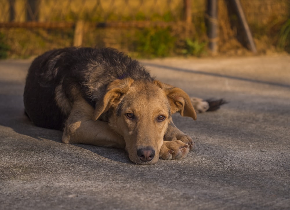 brown short coated dog lying on gray concrete floor during daytime