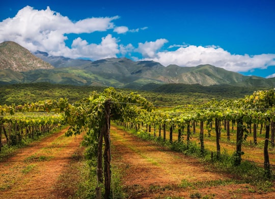 green grass field near mountain under blue sky during daytime in Salta Argentina