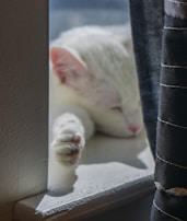 A cat lounging peacefully in a sunlit window.