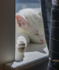 A peaceful cat resting comfortably on a sunny windowsill.