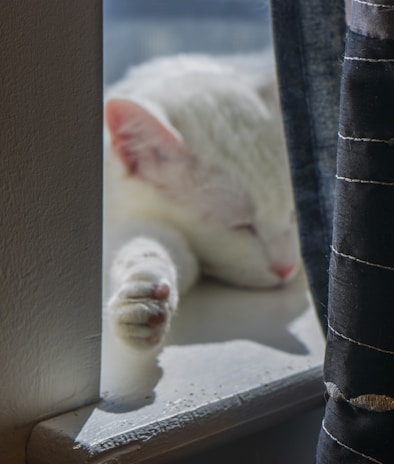 A peaceful image of a cat curled up on a cozy windowsill with gentle sunlight.