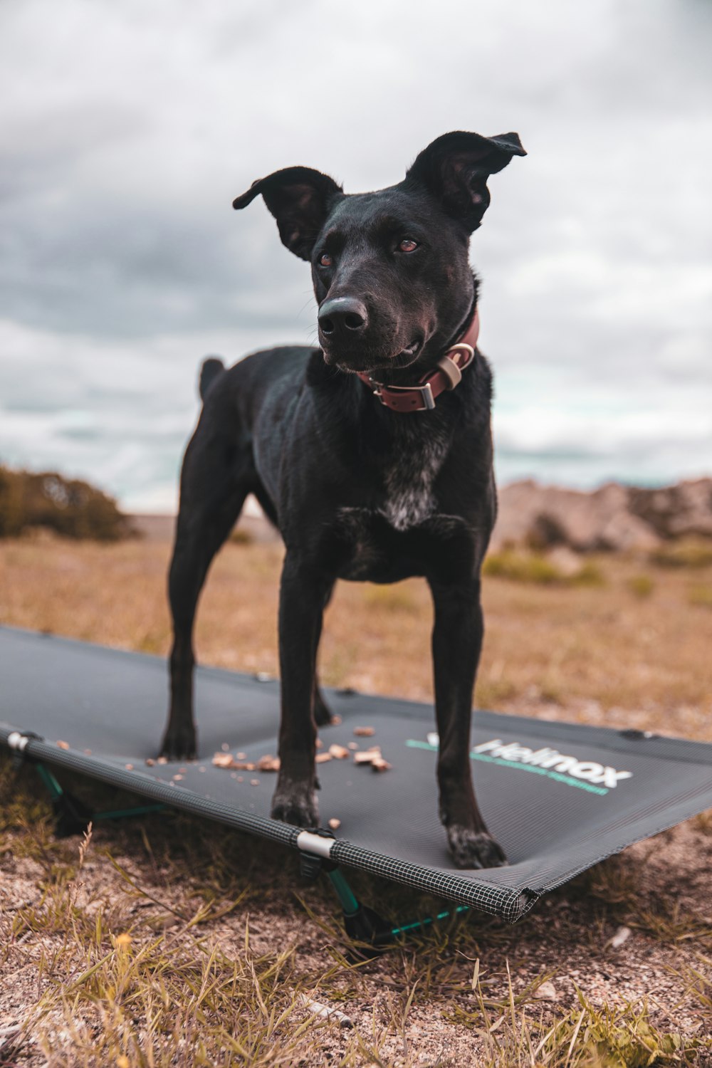 black short coat medium dog on black surfboard during daytime