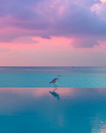 A heron stands gracefully at the edge of a tranquil infinity pool with calm blue water. The background features a serene ocean view under a sky painted with hues of pink and purple, suggesting a sunrise or sunset.