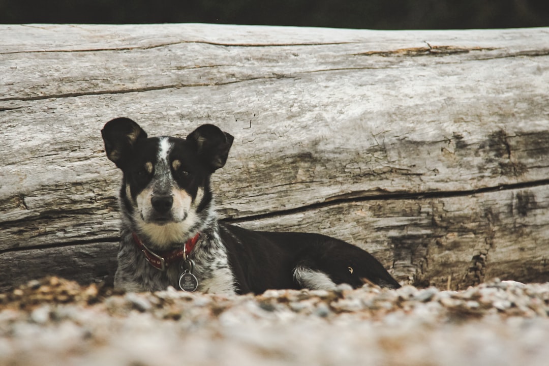 black and white short coated dog lying on brown wooden log during daytime