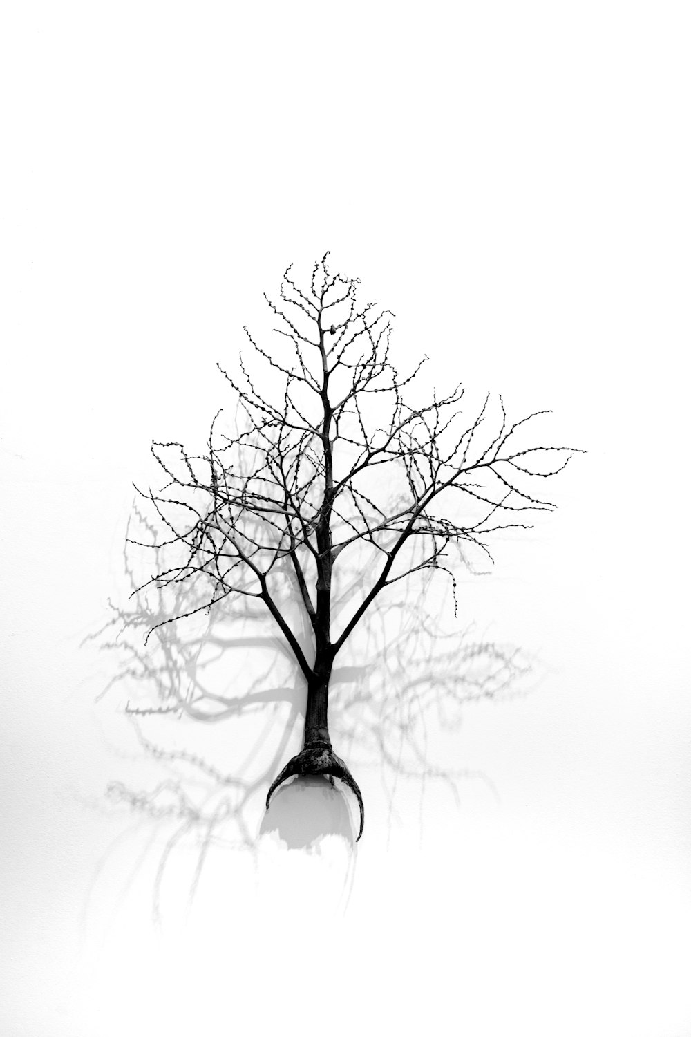 leafless tree in clear glass vase