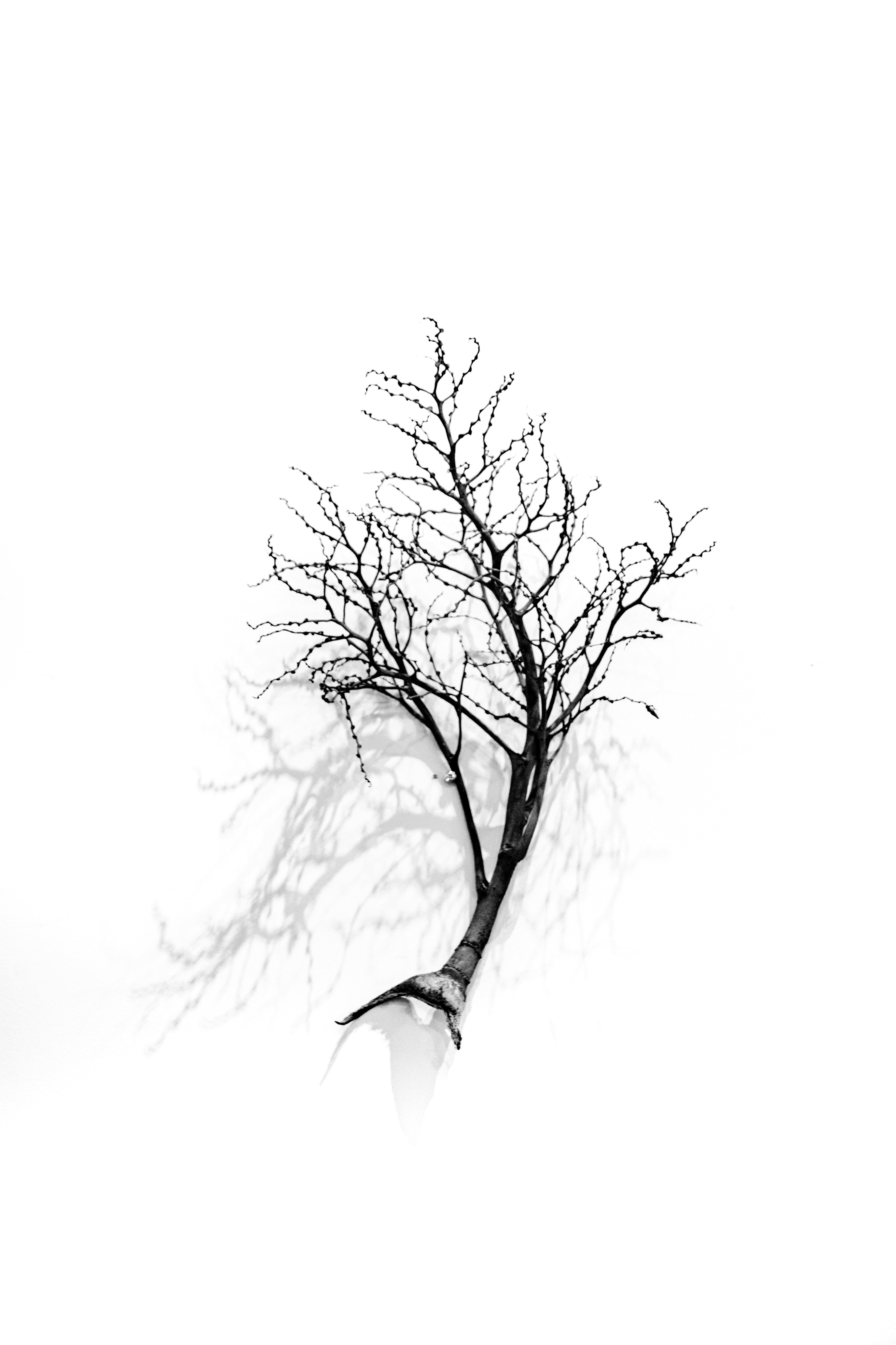 Photo by hectorfalcon