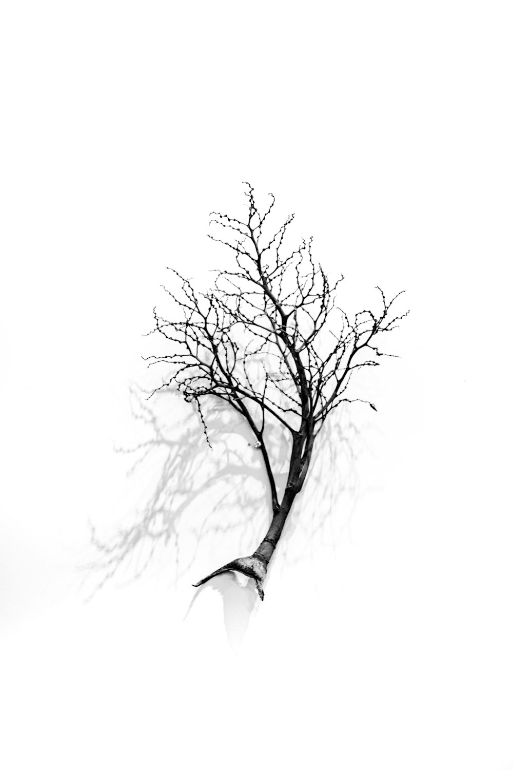 white bird on bare tree