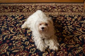A playful scene of a small dog lounging on a clean, stylish rug.