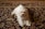 A small, fluffy white dog is lying on a richly patterned carpet with intricate floral designs. The dog appears relaxed and content.
